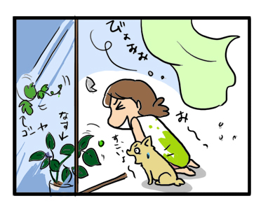 台風 犬 鑑賞