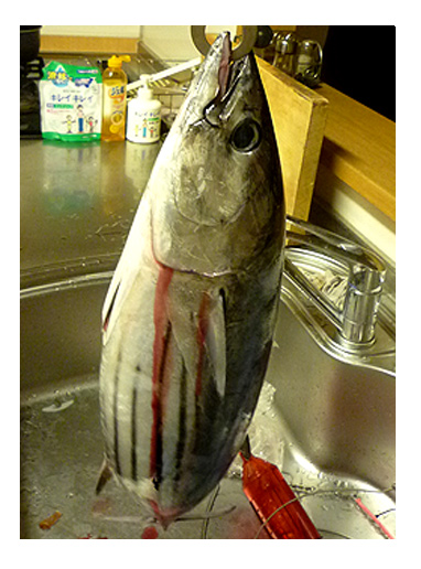 カツオ 鰹 4キロ 釣り