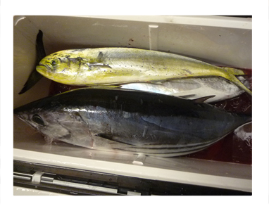 カツオ しいら シイラ 釣り クーラー