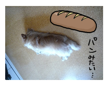 寒天 カンテン かんてん ダイエット 肥満 犬 痩せ カロリー オフ