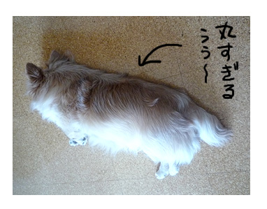 寒天 カンテン かんてん ダイエット 肥満 犬 痩せ カロリー オフ