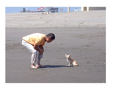 海 犬 千葉 チワワ ポメ 小犬 じゃれる 老人 まんが マンガ 漫画