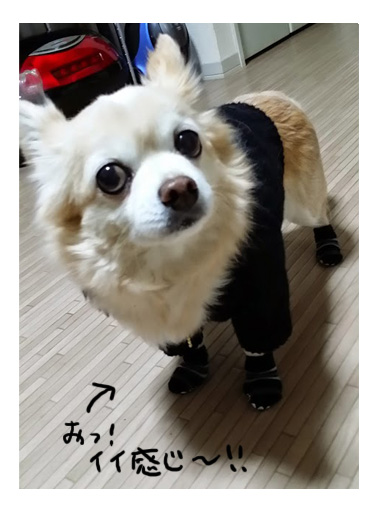 靴下 わんこ 犬 チワワ 寒い 防寒