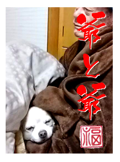爺 犬 チワワ お爺ちゃん 同士