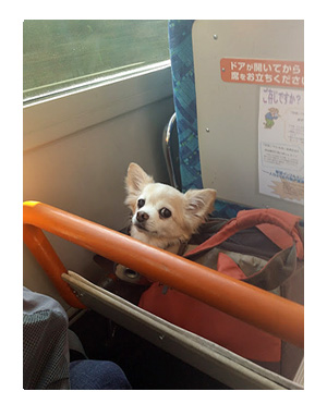 箱根 はこね 犬 犬連れ ペット 旅行 ロマンスカー