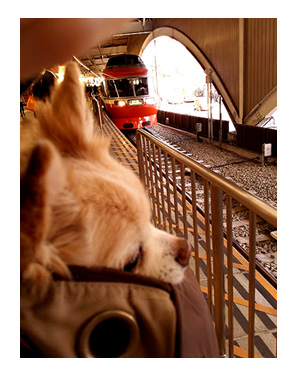箱根 はこね 犬 犬連れ ペット 旅行 ロマンスカー
