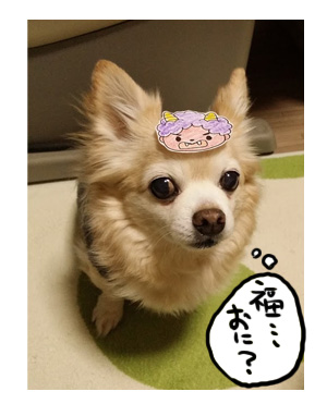 2016 鬼 お面 犬用 小さい わんこ 節分