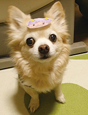 ʡ�������������̡���ʬ�����󥰡�̡�衡�ޤ�