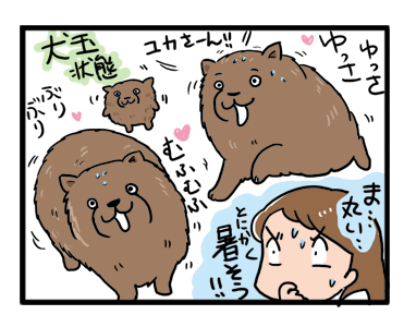 マル ポメ 毛 丸い サマーカット チャウチャウ