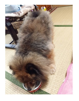 マル ポメ ポメラニアン maru 犬 毛