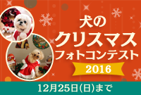 クリスマス わんこ 写真 コンテスト アイリス