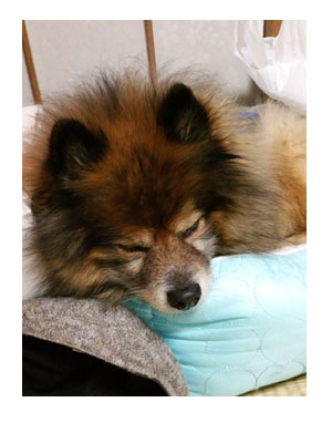 2016 クリスマス 犬 集合 実家 パーティ 風邪 熱