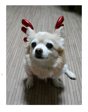 2016 クリスマス 犬 集合 実家 パーティ 風邪 熱 チワワ