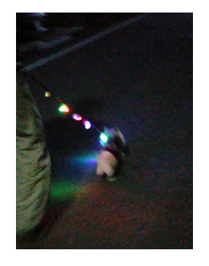 2016 クリスマス 犬 集合 散歩 光る ライト