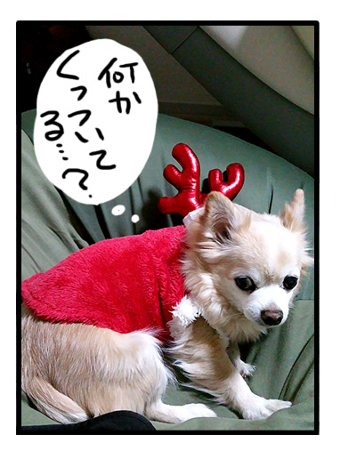 クリスマス トナカイ 角 わんこ 犬 チワワ 福