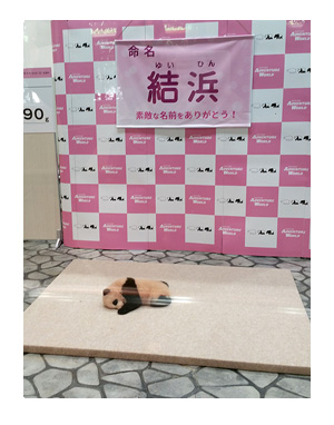 アドベンチャーワールド 和歌山 パンダ 子 動物 キリン カバ