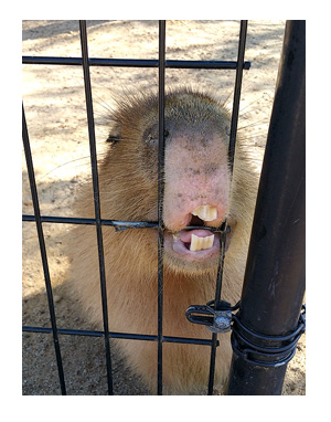 アドベンチャーワールド 和歌山 パンダ 子 動物 キリン カバ
