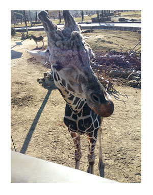 アドベンチャーワールド 和歌山 パンダ 子 動物 キリン カバ