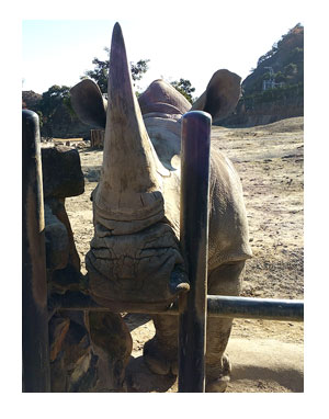 アドベンチャーワールド 和歌山 パンダ 子 動物 キリン カバ