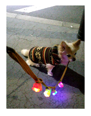 福 ピカピカ 光 リード 散歩 チワワ 犬