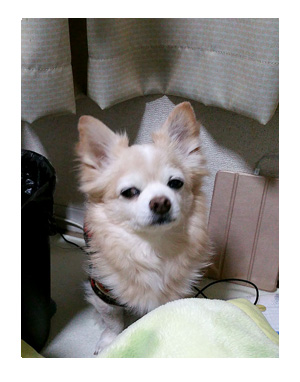 2016 年末 年始 大阪 犬 食 名物