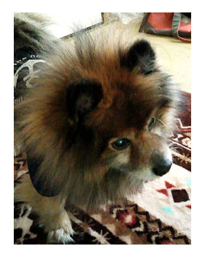 マル ポメ ポメラニアン maru 犬 毛