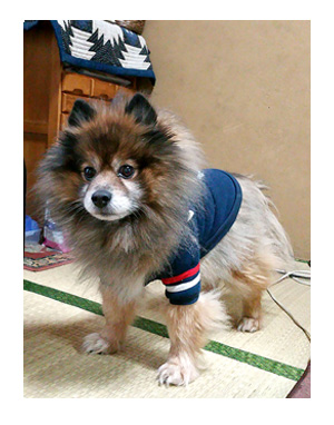 マル ポメ ポメラニアン maru 犬 毛