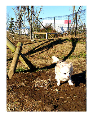 ドッグラン 福 チワワ ガウリン 貸切 他ワンコ 吠える チワワ 犬