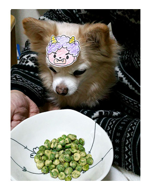 2017 節分 せつぶん 豆 鬼 面 犬 ワンコ チワワ 鬼役