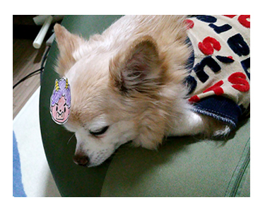 2017 節分 せつぶん 豆 鬼 面 犬 ワンコ チワワ 鬼役