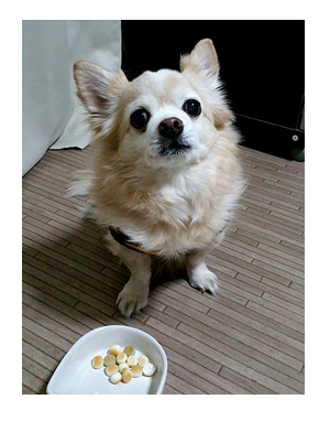 バレンタイン チョコ ファウンテン 犬 ワンコ フルーツ ボーロ 野菜