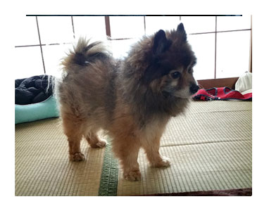 ポメ マル モコモコ 老犬 カット 毛