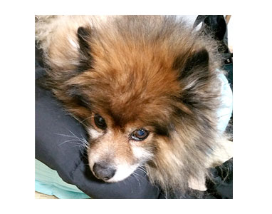 ポメ マル モコモコ 老犬 カット 毛