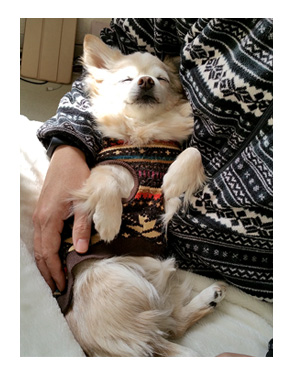 眠り チワワ 福 老犬