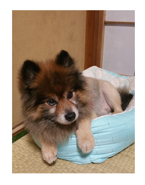まる マル ポメ ポメラニアン 犬 ライオン カット 老犬