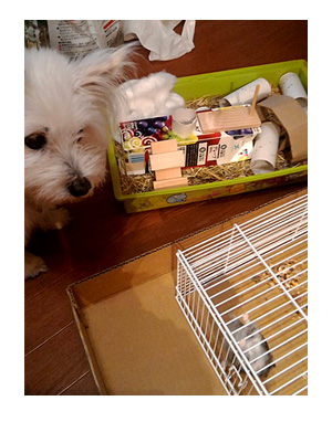 トク 犬 スピッツ mix まんが 漫画 アイリス 福