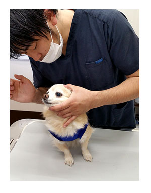 福 健康診断 老犬 目 白内障 星状硝子体 核硬化症