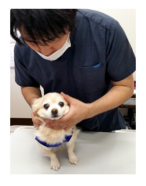 福 健康診断 老犬 目 白内障 星状硝子体 核硬化症