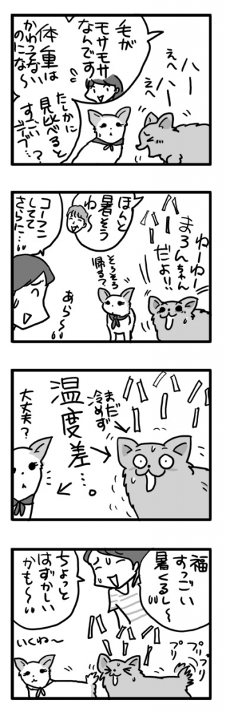 福 毛 カット マロン チワワ 友 ガウ 散歩 まんが 漫画 マンガ
