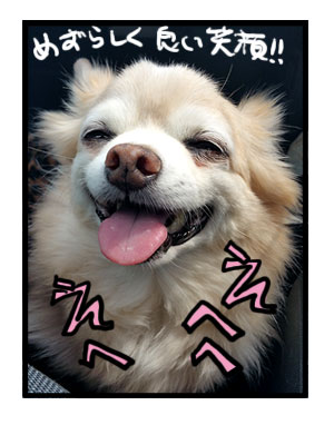宮ヶ瀬ダム 吊り橋 犬 わんこ 船 関東 ダム 広場あい 固