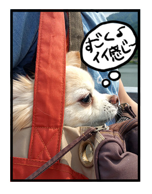 宮ヶ瀬ダム バッグ 犬 チワワ 福