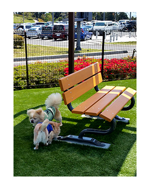 鈴鹿 サーキット 駿河湾 SA ドッグラン チワワ 犬 福 ガウ 吠え