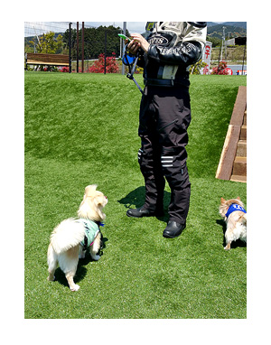 鈴鹿 サーキット 駿河湾 SA ドッグラン チワワ 犬 福 ガウ 吠え