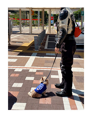 鈴鹿 サーキット 駿河湾 SA ドッグラン チワワ 犬 福 ガウ 吠え