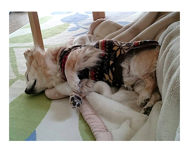 待 待ってる 福 帰宅 おかえり チワワ 犬 まんが 漫画 マンガ
