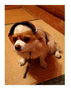 鈴鹿 サーキット 犬 サングラス ヘルメット バイク BIKE!