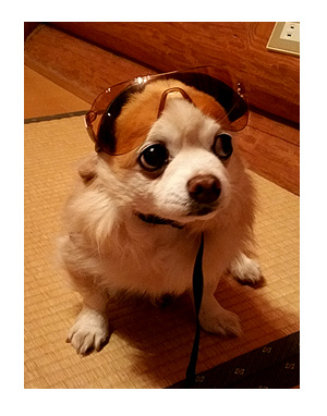 鈴鹿 サーキット 犬 サングラス ヘルメット バイク BIKE! まんが 漫画