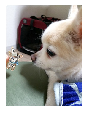 スワロ チワワ SWAROVSKI クリスタル 犬 Chihuahua
