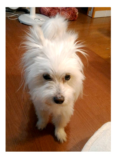 トク 元気 心臓 犬