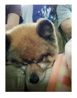犬 連れ 旅行 チワワ ポメ 心臓 病気 まんが 漫画